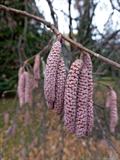Corylus Maxima